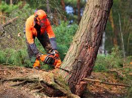 Best Tree Disease Treatment  in USA